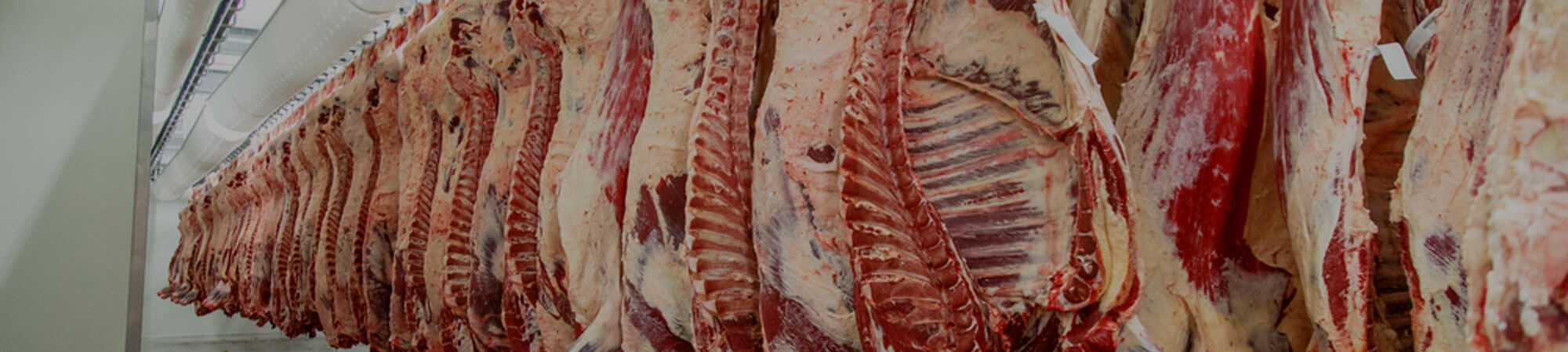 Butchered sides beef hanging in a cooler